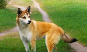 Norwegian Lundehund